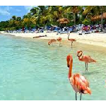 Aruba é uma ilha localizada no sul do Caribe, a cerca de 29 km da costa da Venezuela. É um destino turístico popular conhecido por suas praias de areia branca, águas cristalinas e clima quente durante todo o ano. A ilha é um paraíso para quem procura atividades ao ar livre, incluindo esportes aquáticos, caminhadas e ciclismo. As praias de Aruba são um grande atrativo turístico, com muitas opções para todos os gostos, desde praias tranquilas até praias mais agitadas com muitas atividades aquáticas. Algumas das praias mais populares incluem Palm Beach, Eagle Beach e Baby Beach. A capital de Aruba, Oranjestad, é uma cidade vibrante com muitas lojas, restaurantes e bares. Os visitantes podem experimentar a culinária local, que inclui pratos de frutos do mar frescos e iguarias caribenhas. Aruba é também um destino popular para esportes aquáticos, como windsurf, kitesurf e mergulho. Há muitos locais de mergulho na ilha, incluindo naufrágios e recifes de coral intocados.