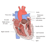 Coração é um importante órgão muscular, formado principalmente por músculo cardíaco, que faz parte do sistema cardiovascular. Ele mede cerca de 12 cm de comprimento e 9 cm de largura. Pesa, em média, de 250 a 300 g nos adultos. A função do coração é bombear sangue para todo o corpo. O coração está dividido em quatro cavidades: dois átrios (Cavidades superiores por onde o sangue chega ao coração) e dois ventrículos(Cavidades inferiores por onde o sangue sai do coração). Entre os átrios e os ventrículos existem válvulas (válvulas atrioventricular direita e a válvula atrioventricular esquerda) que regulam o fluxo do sangue e impedem seu refluxo, ou seja, o retorno do sangue dos ventrículos para os átrios. A parede cardíaca é formada por três túnicas: pericárdio(membrana serosa que envolve o coração), endocárdio( membrana fina e lisa que reveste internamente as cavidades do coração) e miocárdio(responsável pelas contrações do coração).