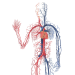 O sistema circulatório é o conjunto de órgãos responsáveis pela distribuição de nutrientes para as células e coleta de suas excretas metabólicas para serem eliminadas por órgãos excretores. Os órgãos que fazem parte do sistema circulatório são: coração, vasos sanguíneos, sangue, linfa e vasos linfáticos. Ele é responsável por conduzir elementos essenciais para todos os tecidos do corpo: oxigênio para as células, hormônios (que são liberados pelas glândulas endócrinas) para os tecidos, condução de dióxido de carbono para sua eliminação nos pulmões, coleta de excretas metabólicos e celulares, entrega desses rejeitos nos órgãos excretores, como os rins