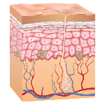 A pele é o maior órgão do corpo humano e é responsável por diversas funções essenciais ao seu funcionamento. É esse órgão que nos ajuda a não perder água demasiadamente, além de evitar a penetração de diversos patógenos e proteger contra a radiação. É composta por duas camadas: a epiderme(camada superficial de menor espessura, e a derme (camada interna e espessa). A pele é constituída de: Poros sudoríparos(é através destes que o suor é eliminado); Epiderme(cobertura de células substituidas permanentementes, onde estão localizados os poros); Derme(camada onde se localizam as glândulas sudoríparas, os vasos sanguíneos e as glândulas sebáceas); Glândulas sebáceas(produzem gordura essencial para lubrificar e impermeabilizar a pele); Glândulas sudoríparas(são responsáveis pela produção do suor) e o pelo. A cor da pele deve-se a um pigmento produzido pela epiderme - a melanina.