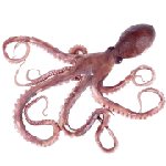 Octopuses are m