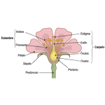 Numa planta com flor a reprodução é sexuada e realiza-se por sementes. A flor é o órgão responsável pela reprodução da planta. Os seus vários constituintes têm funções diferentes e específicas que, em conjunto, permitem a reprodução da planta, ou seja, permitem a junção das células sexuais femininas femininas e masculinas para dar origem ao ovo ou zigoto, a primeira célula do novo ser. Órgãos de suporte (O recetáculo e o pendúnculo suportam toda a flor); Órgãos de proteção(A corola- conjunto das pétalas e o cálice - conjunto das sépalas , protegem os órgãos reprodutores); Órgãos reprodutores (Os carpelos - conjunto dos órgãos femininos e os estames - conjunto dos órgãos masculinos, são responsáveis pela reprodução da planta); as Anteras (são constituidas por pequenos sacos cheios de grãos de pólen que dão origem às células sexuais masculinas. Nos ovários localiza-se a oosfera, a célula sexual feminina).