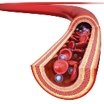 No corpo adulto correm aproximadamente cinco litros de sangue, o que corresponde a 7% do seu peso. É o sistema cardiovascular, ou circulatório, que permite que o sangue circule pelo teu corpo desempenhando as funções: transporte(substâncias, como o oxigénio e os nutrientes); defesa do organismo contra micro-organismos; manutenção da temperatura do corpo e reserva de água. No teu corpo circula o sangue venoso(rico em dióxido de carbono) e o sangue arterial(rico em oxigénio). O sangue é constituido por: Glóbulos Brancos(responsável pela defesa do organismo dos micro-organismos patogénicos); Glóbulos Vermelhos(transportam oxigénios provenientes dos pulmões, até as células, e algum dióxido de carbono, proveniente das células, até os pulmões. Contêm hemoglobina que dá a cor vermelha dos sangue); Plasma(transporta todos os outros constituintes do sangue, bem como nutrientes e alguns gases, como o dióxido de carbono) e Plaquetas(participam na coagulação do sangue, previnindo hemorragias).