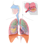 O sistema respiratório é o conjunto dos órgãos responsáveis pela absorção do oxigênio do ar pelo organismo e da eliminação do gás carbônico retirado das células.Ele é formado pelas vias respiratórias e pelos pulmões. Os órgãos que compõem as vias respiratórias são: cavidades nasais(Possuem pelos nasaais e muco que retêm poeiras e micro-organismos, aqui o ar é aquecido, humedecido e limpo), faringe(canal da passagem do ar para a laringe, nele se localiza a epiglote que impede a passagem dos alimentos para a traqueia), laringe(Tubo revestido por uma cartilagem onde se produz o som da nossa voz), traqueia(conduz o ar aos pulmões, é um conjunto de anéis cartilaginosos revestidos por pequenos cílios que retiram as impurezas do ar) e brônquios(conduz o ar a cada um dos pulmões), bronquíolos(ramificação dos brônquios, pequenas bolsas - os alvéolos pulmonares), pulmões(órgão moles, esponjosos e elásticos, envolvidos pela pleura) e diafragma(responsável pelos movimentos respiratórios).