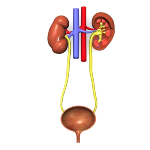 O sistema urinário humano é composto por rins, ureteres(transportam a urina dos rinas até a bexiga), bexiga urinária(reservátório onde a urina fica armazenada) e uretra(expulsa a urina para o exterior). O sangue chega até os rins através das artérias renais. Os rins são os órgãos localizados na porção posterior da cavidade abdominal que filtram as substâncias tóxicas presentes no sangue, como os sais minerais, ureia e ácido úrico, sendo responsáveis pela formação da urina. Eles possuem um formato de feijão e são formados por cápsula renal, córtex e medula. Denominamos de cápsula renal o revestimento externo do rim. Na região do córtex estão localizados os néfrons, que são os responsáveis pela formação da urina. Por fim temos a medula renal, que é a parte mais interna do rim, onde é verificada a presença dos ductos coletores e as alças néfricas (estrutura que compõe o néfron).