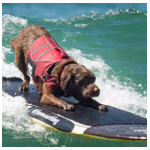 Cachorros também surfam! Em Huntington Beach, na Califórnia, acontece anualmente o concurso “City Surf Dog”, o maior do gênero, que arrecada dinheiro para organizações de cuidado aos animais.  Basicamente, os participantes caninos são avaliados pela confiança que demonstram e pelo tempo que ficam de pé na prancha. Tem inclusive a participação do Bono, o labrador brasileiro que é pentacampeão do concurso