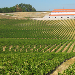 O vinho Bairrada é produzido na região demarcada de Bairrada, localizada no centro de Portugal. Essa região é conhecida por seu clima mediterrâneo, solo calcário e influência atlântica, que combinados criam condições ideais para o cultivo de uvas. As uvas utilizadas na produção do vinho Bairrada incluem a Baga, a Touriga Nacional e a Alfrocheiro, que são cultivadas em encostas íngremes. O vinho Bairrada é produzido através de um processo de fermentação em tanques de aço inoxidável e é envelhecido em barris de carvalho por um período mínimo de seis meses, o que ajuda a desenvolver seu sabor característico e suavidade. Os vinhos Bairrada podem ser tintos, brancos ou rosés, sendo que os tintos são os mais comuns. Eles são conhecidos por sua cor escura e profunda, aroma frutado e sabor intenso de frutas vermelhas, como amora, framboesa e cereja, combinado com notas de especiarias e um final persistente.