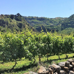 O Vinho da Madeira é um vinho fortificado e doce produzido na Ilha da Madeira, em Portugal. Assim como o Vinho do Porto, ele é fortificado com aguardente vínica durante o processo de  fermentação, o que interrompe a fermentação e mantém o açúcar residual no vinho.Esse vinho é feito a partir de quatro variedades de uvas, sendo elas a Sercial, a Verdelho, a Boal e a Malvasia. Essas uvas são colhidas em encostas íngremes na Ilha da Madeira e são submetidas a um processo de envelhecimento especial, que envolve exposição ao calor e à luz solar. Esse processo é conhecido como "estufagem" e ajuda a desenvolver o sabor característico do Vinho da Madeira. O Vinho é classificado de acordo com a doçura e o tempo de envelhecimento, sendo que os tipos mais comuns são o Sercial, o Verdelho, o Bual e o Malvasia. Ele é apreciado por sua complexidade e riqueza de sabor, e é usado em muitos pratos da culinária portuguesa e internacional. O Vinho da Madeira é considerado um tesouro nacional de Portugal.