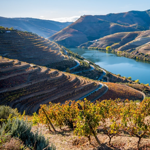 O Vinho do Douro é um vinho produzido na região do Douro, em Portugal, que é conhecida por seus vinhedos em socalcos nas encostas íngremes do rio Douro. A região é uma das mais antigas do mundo, tendo sido estabelecida em 1756. O Vinho é produzido a partir de várias variedades de uvas, incluindo a Touriga Nacional, a Tinta Roriz e a Touriga Franca, entre outras. A região produz uma grande variedade de vinhos, desde tintos encorpados e ricos até brancos frescos e leves. O vinho mais famoso produzido na região do Douro é o Vinho do Porto, que é um vinho fortificado e doce. A região vinícola tem uma história rica e interessante, incluindo a construção de várias quintas (fazendas) históricas que foram transformadas em hotéis de luxo e locais de turismo. É um dos vinhos mais prestigiados de Portugal. Ele tem um sabor intenso e complexo e é frequentemente envelhecido em barricas de carvalho para desenvolver seu sabor característico.